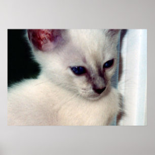 Poster de Sasha Kitten