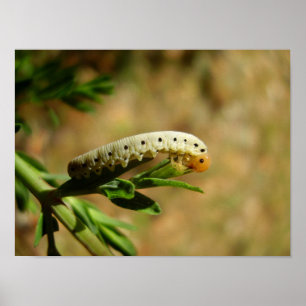Poster de Sawfly Larvae