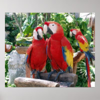 Poster de Scarlet Macaws