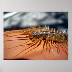 Poster de Scutigera Coleoptrata
