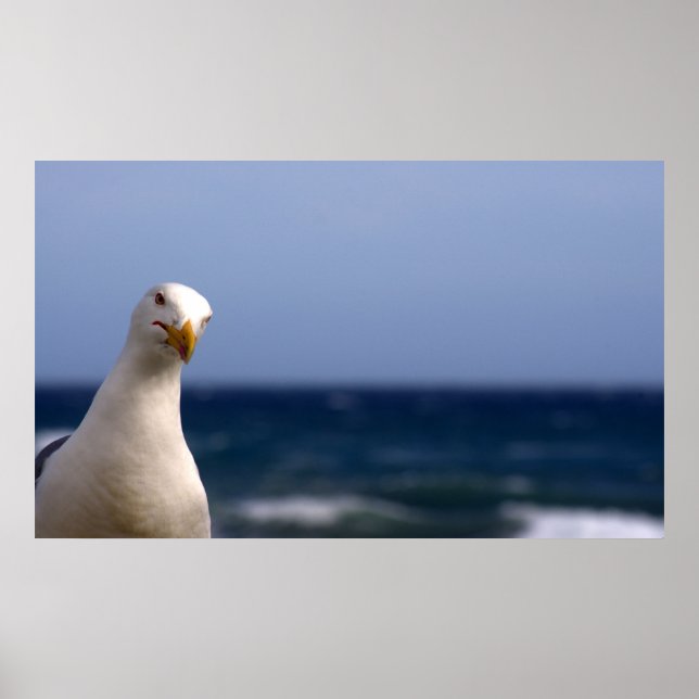 Poster de Seagull (Devant)