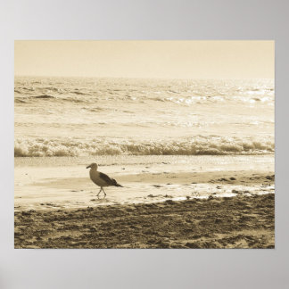 Poster de Seagull
