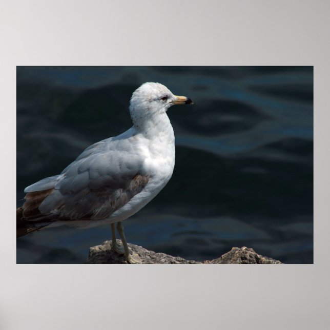 Poster de Seagull (Devant)