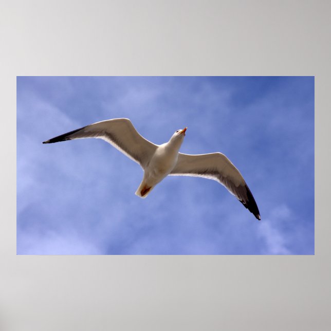 Poster de Seagull (Devant)