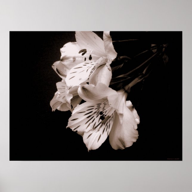Poster de Sepia Alstroemeria Lily (Devant)