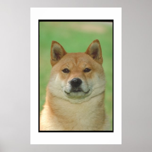 Poster de Shiba Inu (Devant)