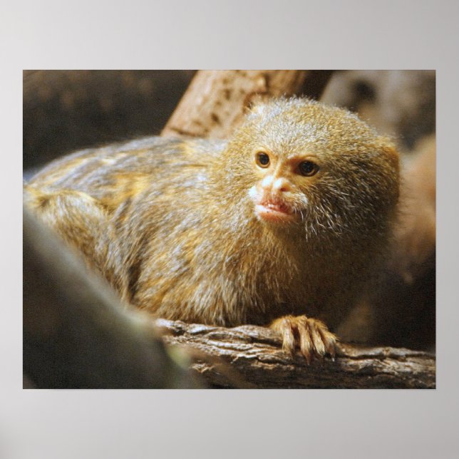 Poster de singe (Devant)