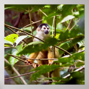 Poster de singe écureuil