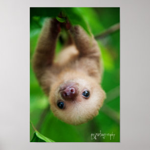 Poster de Sloth