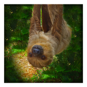 Poster de Sloth Rainforest