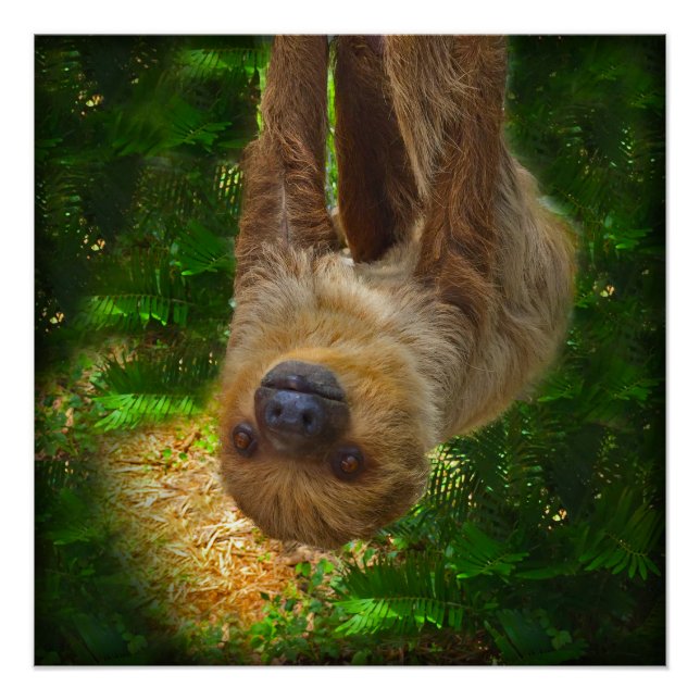Poster de Sloth Rainforest (Devant)