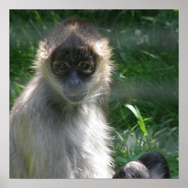 Poster de Spider Monkey (Devant)