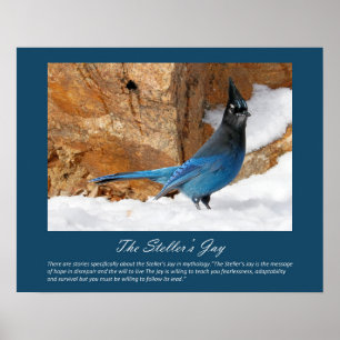 Poster de Steller's Jay