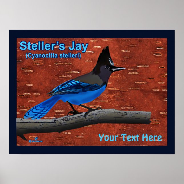 Poster de Steller's Jay On Inner Birch Bark (Devant)