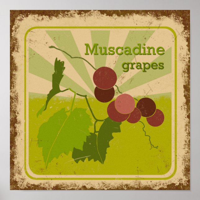 Poster de style vintage Muscadine Grapes (Devant)