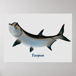 Poster de Tarpon