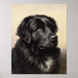 Poster de Terre-Neuve