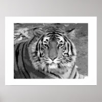 Poster de tigre avec bordure blanche