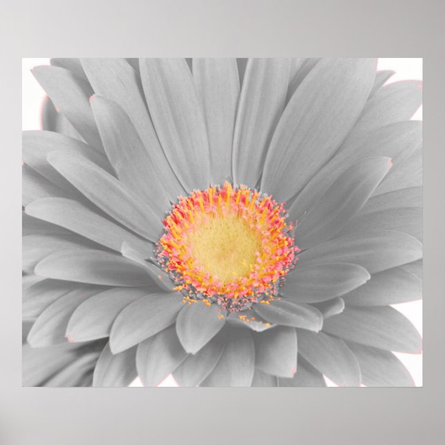 Poster de toile Gerbera Daisy (Devant)