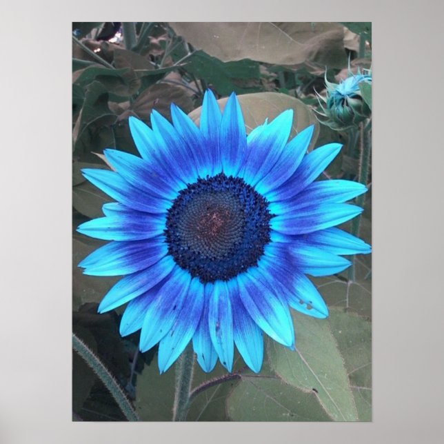 Poster de tournesol bleu (Devant)