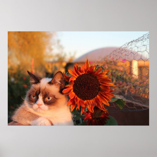 Poster de tournesol de chat grumpy (Devant)
