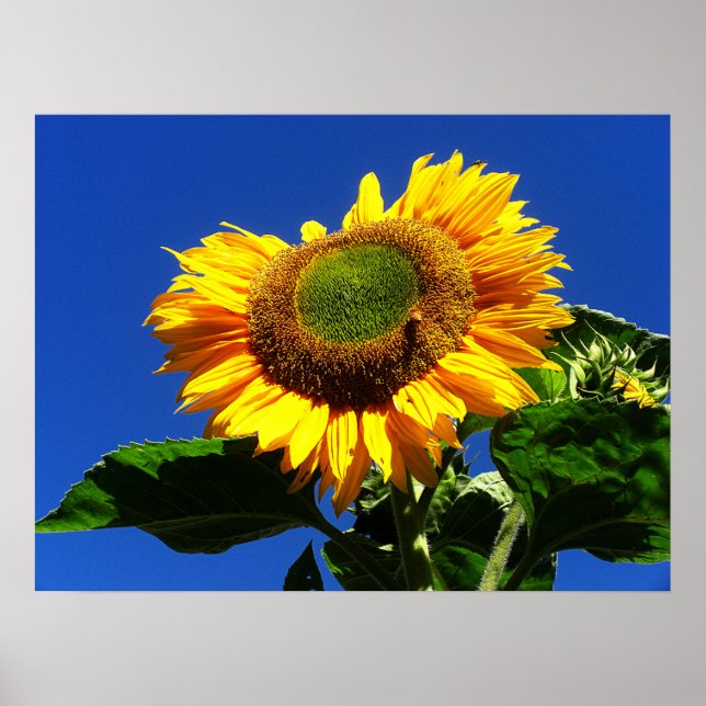 Poster de tournesol Velvet vert (Devant)