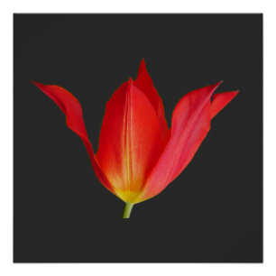 Poster de Tulip