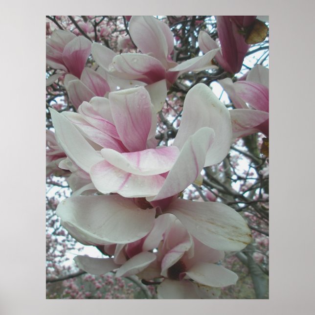 Poster de Tulip Tree (Devant)