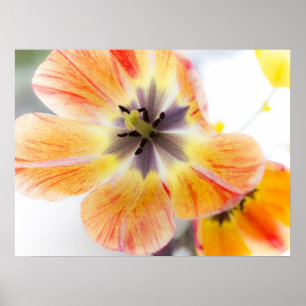 Poster de tulipe 24" x 18"