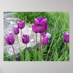 Poster de Tulipes pourpres