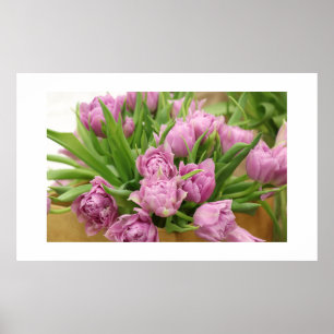 Poster de Tulipes roses