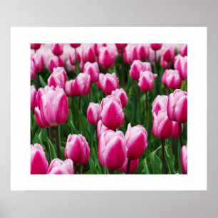 Poster de Tulipes roses