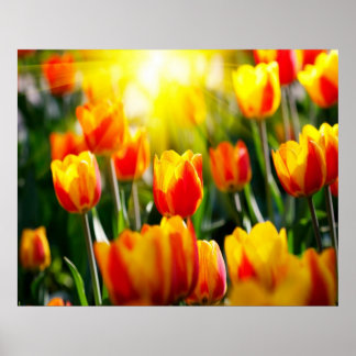 Poster de Tulips