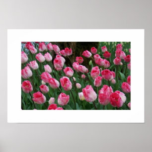 Poster de Tulips