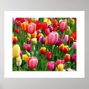 Poster de Tulips
