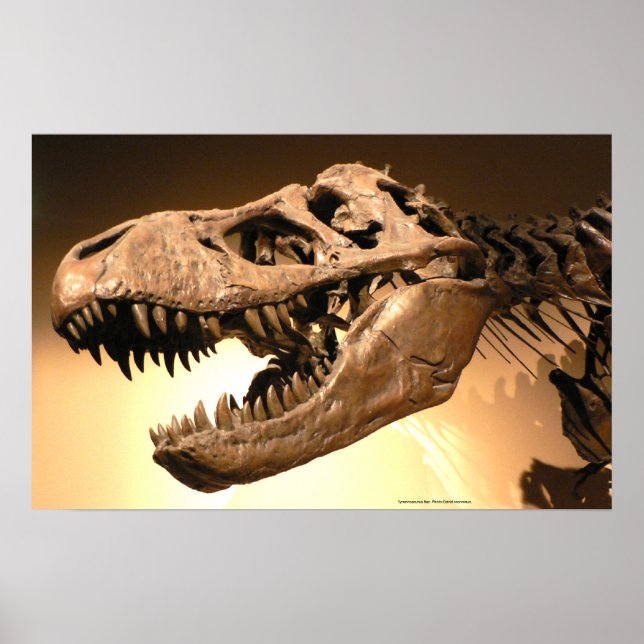 Poster de Tyrannosaurus Rex (Devant)