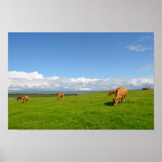 Poster de vaches broutant dans une prairie en Irla (Devant)