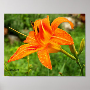 Poster de valeur botanique Tiger Lily