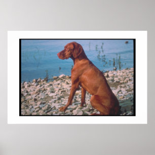 Poster de Vizsla