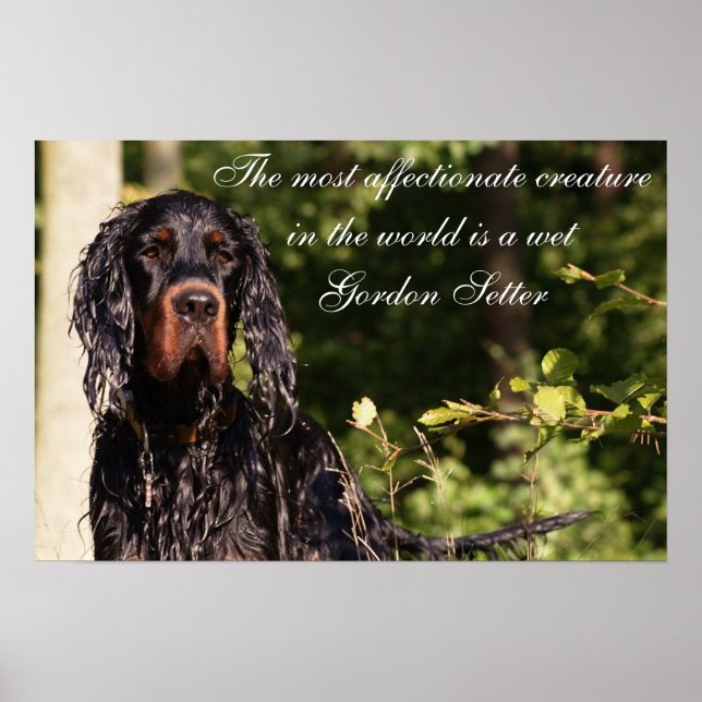 Poster de Wet Gordon Setter (Devant)