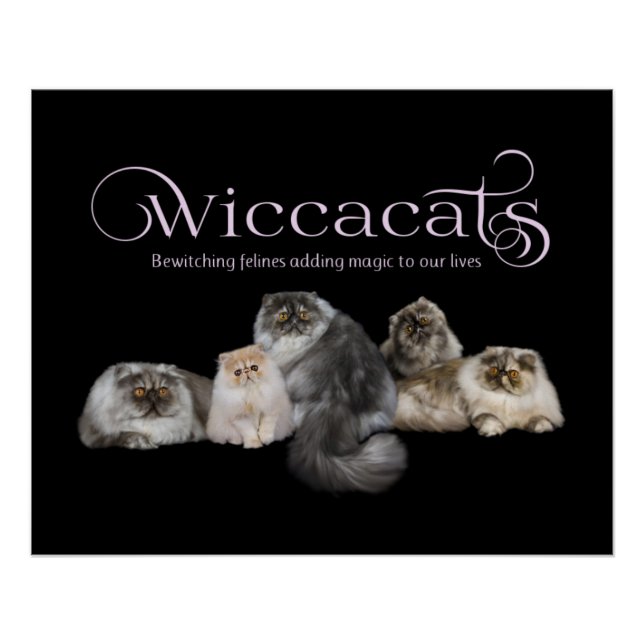 Poster de WiccaCats (Devant)