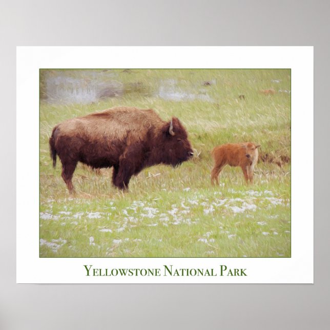 Poster de Yellowstone avec bison et veau (Devant)