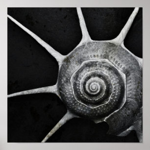 Poster de Yoka Shell