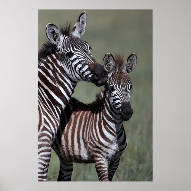 Poster de Zebra African Wildlife (Devant)