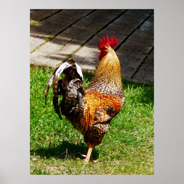 Poster DÉBUT DE MOINS DE 20 $ - Tourner le coq (Devant)
