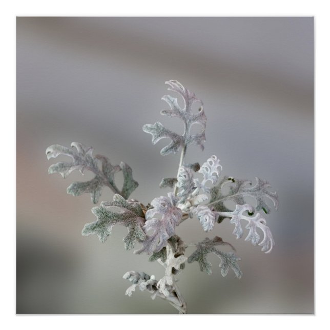 Poster Décorations naturelles de Noël (Devant)