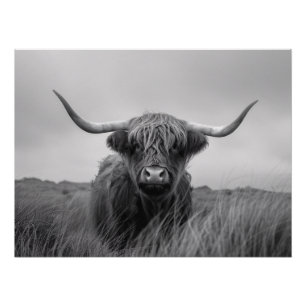 Poster Découpage noir et blanc de la vache Highland