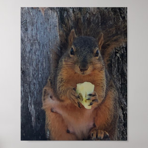 Poster d'écureuil