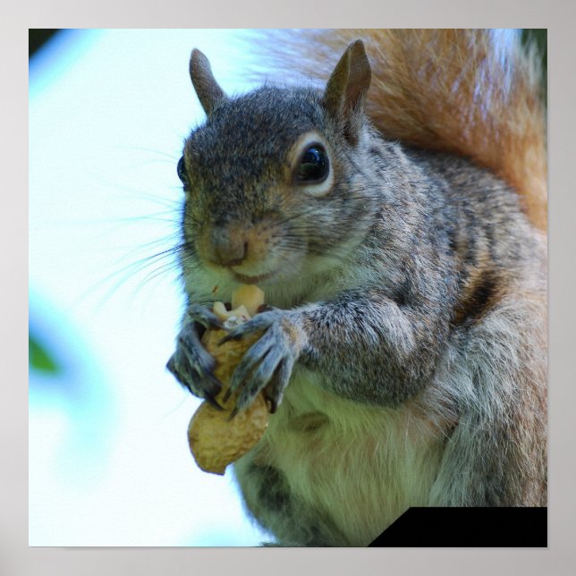 Poster d'écureuil (Devant)
