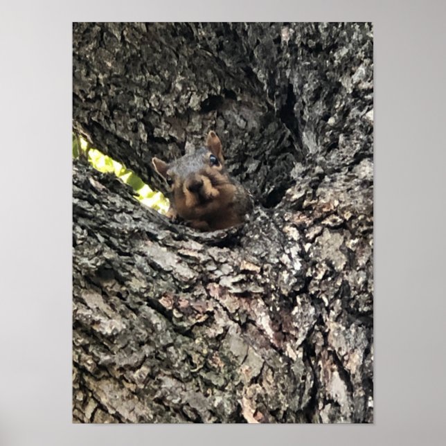 Poster d'écureuil (Devant)